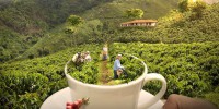 /album/fotogaleria-como-esta-conformado/paisaje-ciltural-cafeterocafe-jpg/